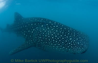 whaleshark  photography